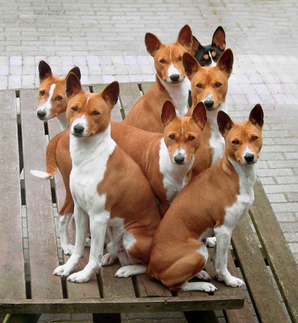 The dog in world Basenji dogs