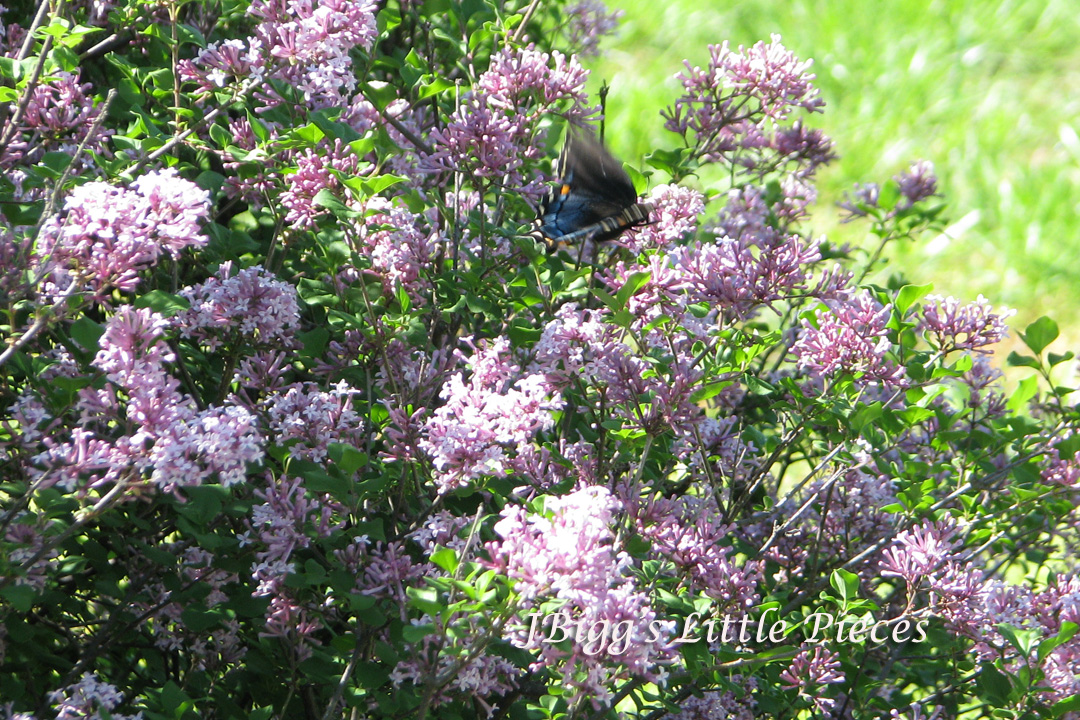 JBigg Life in Kentucky Lilacs in Bloom