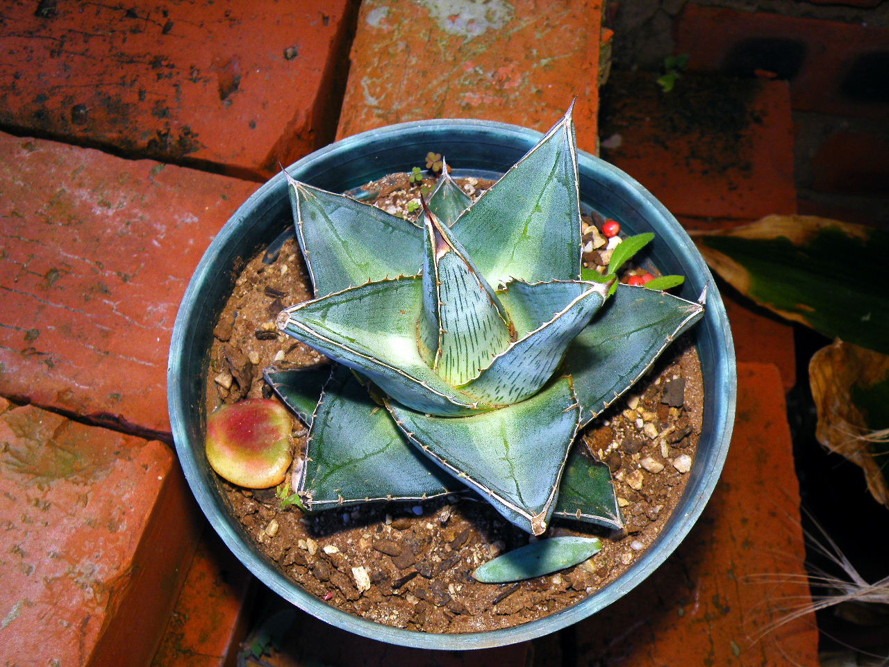 Agave Pumila