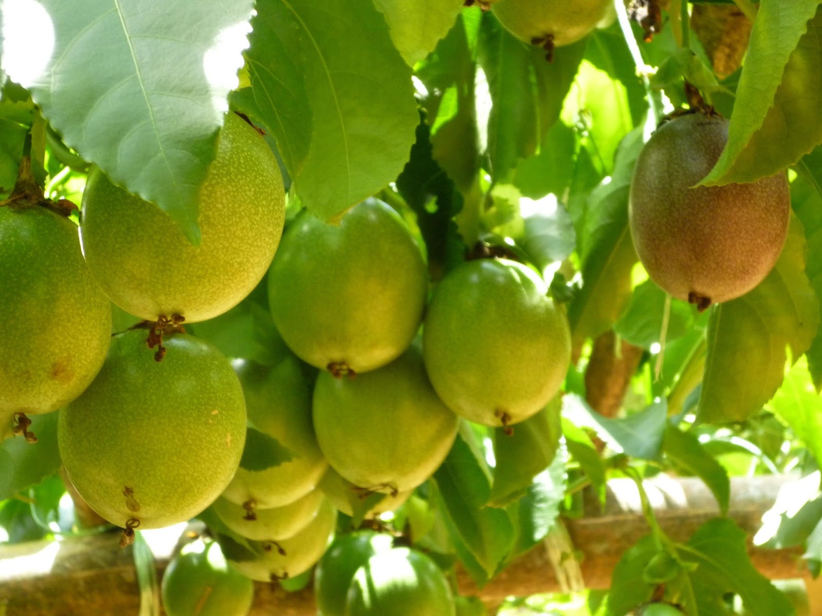 Troy Urban Farming Initiative Cold Hardy Fruit Trees for Gardening in