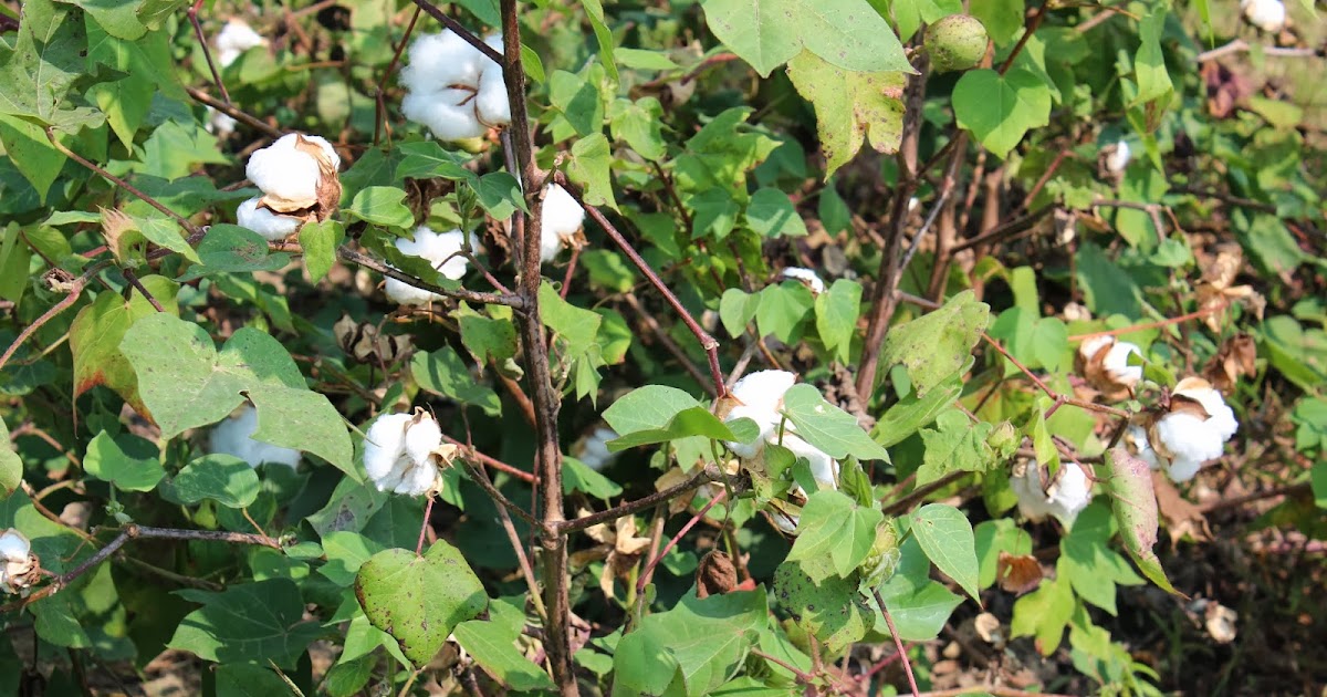 Cotton Plant