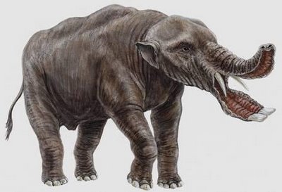 Image result for platybelodon