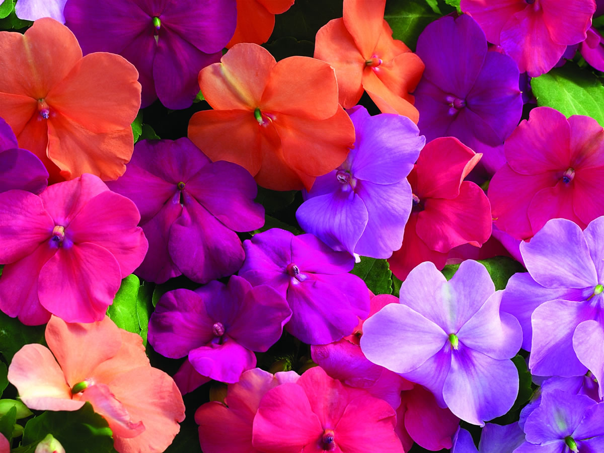 flowers for flower lovers. Impatiens flowers.