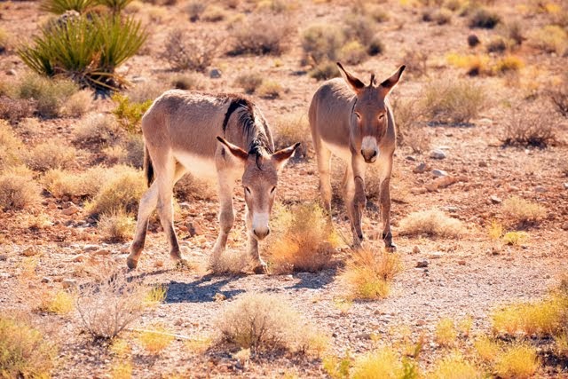 Wild Burros 3500