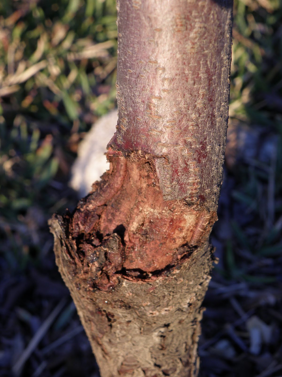 A Thinking Stomach What the Trees Teach