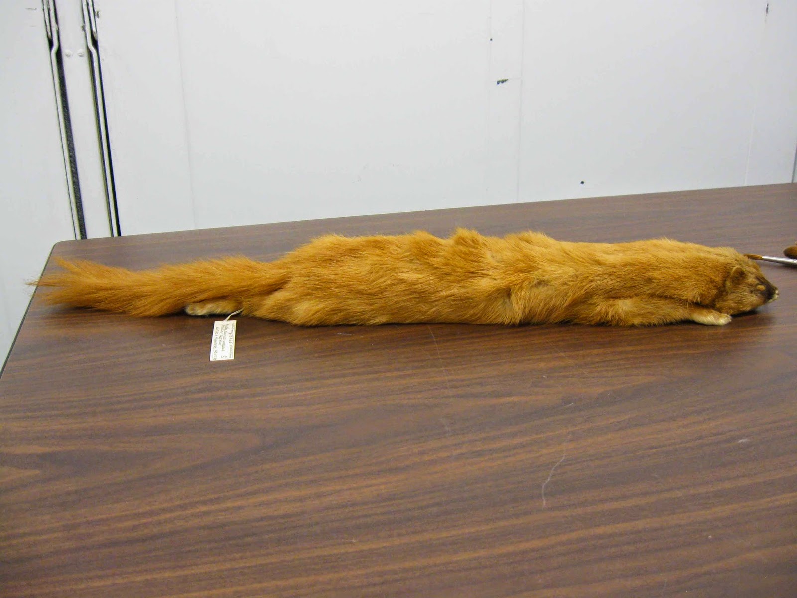 The Geek Within Origins of Kolinsky sable hair brushes Part 2 Harvesting