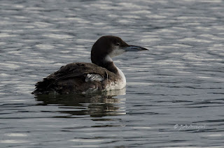 Colimbo grande, Gavia immer, Great Northern Diver