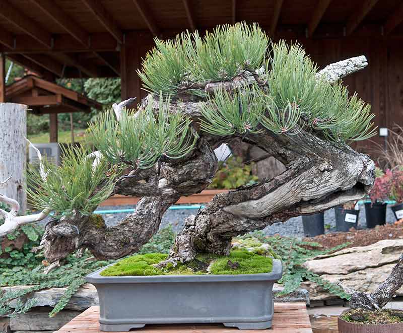 Walter's Travelogues Bonsai in Oregon Ryan Neil