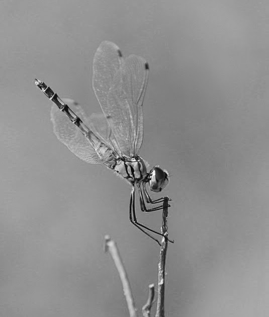 Black And White : Dragonfly