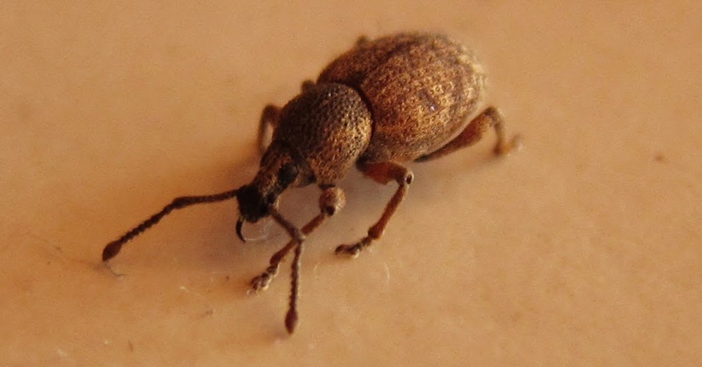 weevil wobble toy