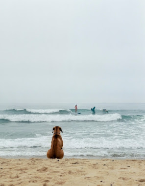 Surf doggie days..