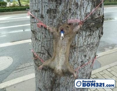 Tikus Kena Seksa Pada Pokok