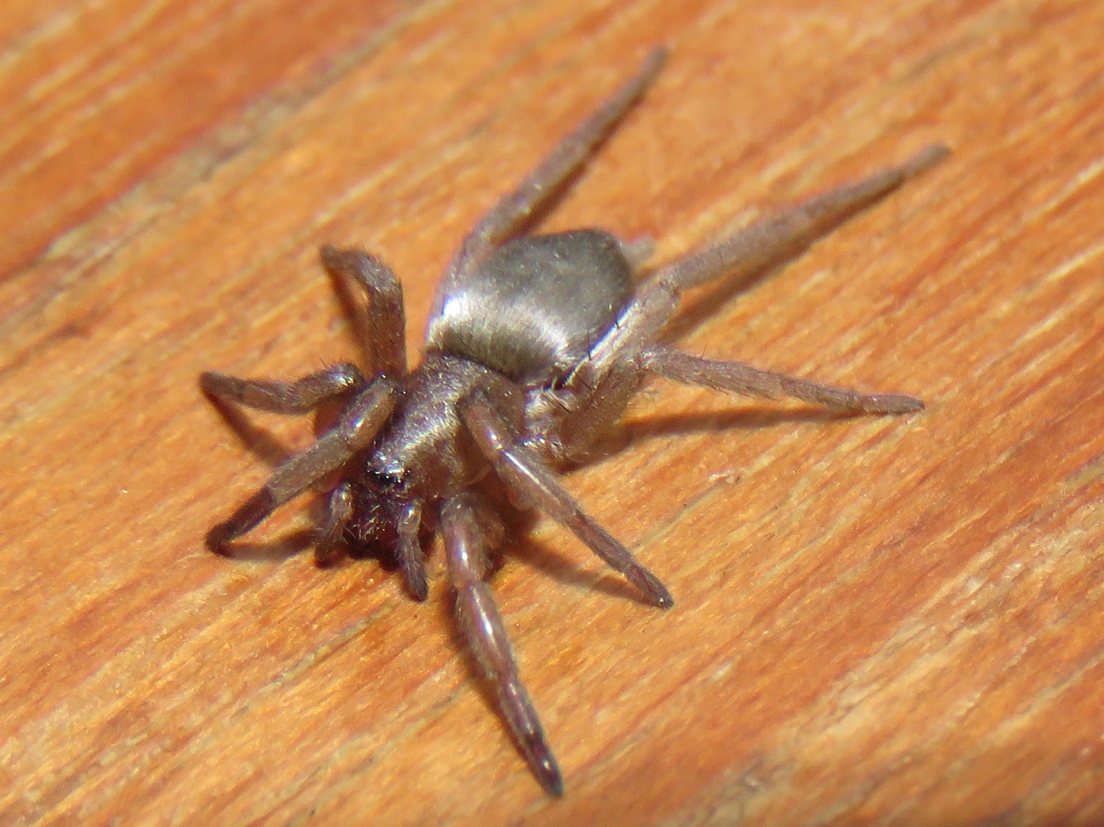 BugBlog Winter active spiders in the house