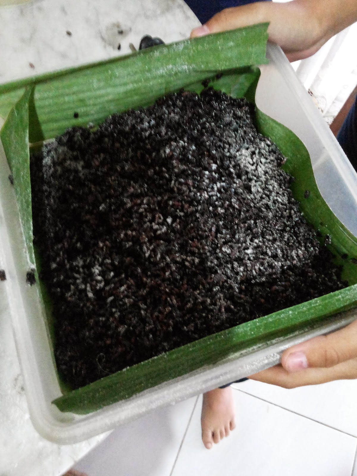 Tugas Sekolah. Cara Mudah Membuat Fermentasi Tape Ketan Hitam Tape