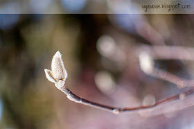 First buds of spring | Wynn Anne's Meanderings
