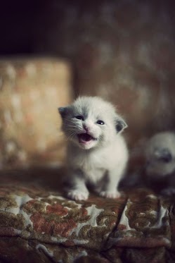 Kitten baby crying cute adorable its mommy cat cats meow meowing kitties fluffy brown couch funny Cute and Funny Pictures and more: Adorable Baby Kitten Crying for its Mommy
