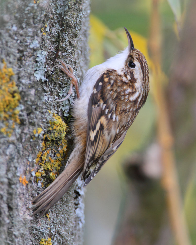 BIRDMAD Treecreeper at Bough Beech