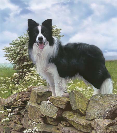 border collie wallpaper. Border collies are one type of
