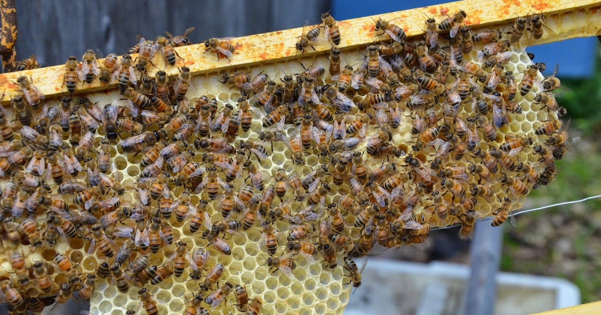 Andrea's Bees Two Queens, one Hive...again!