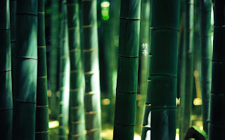 Bambo Nature Green Asian Letters Macro Photography HD Wallpaper