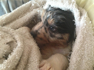 Australian Shepherd puppy blue merle