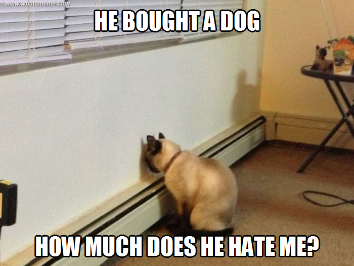 What S Meme Depressed Cat Meme Vol 1