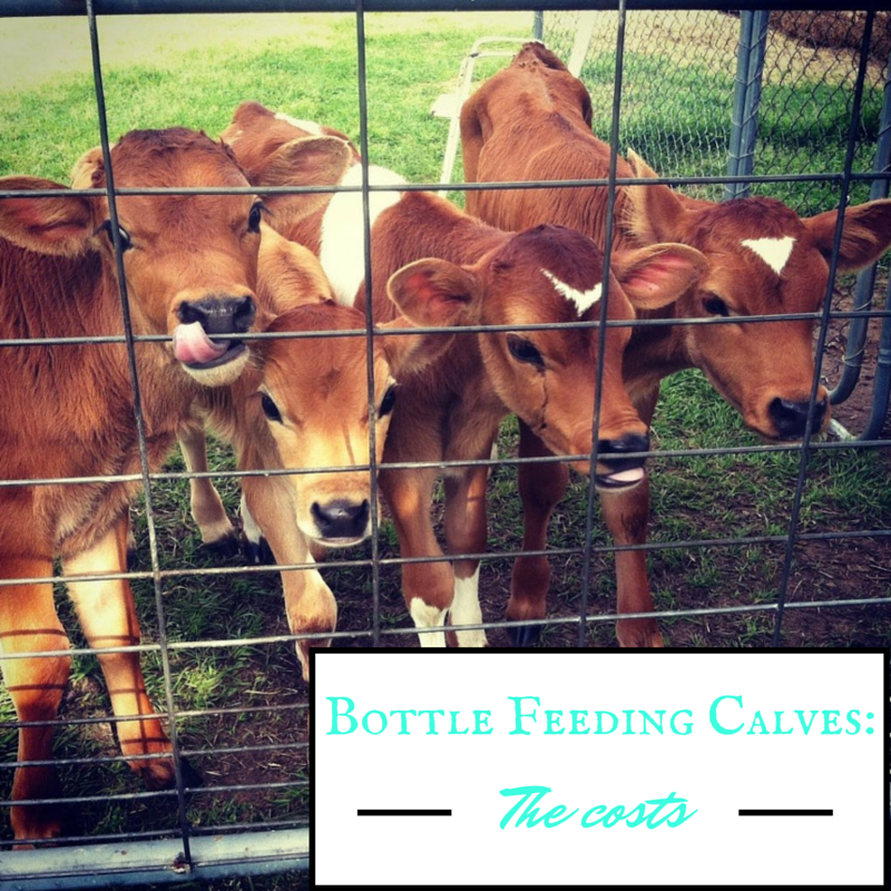 Bottle Feeding Calves: The Costs - One Ash Homestead