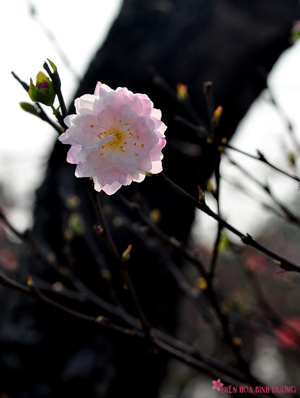 [Image: Bat-mi-5-loai-hoa-mai-dep-de-choi-tet-4.JPG]