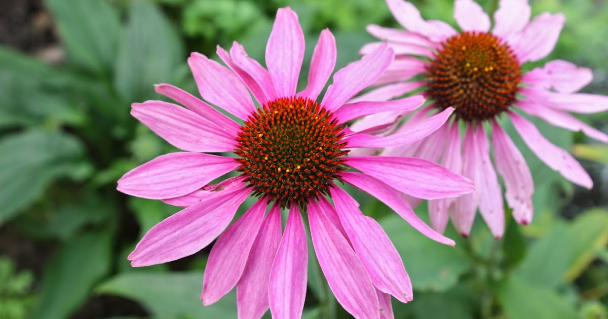 Which of the following factors contributed to the diné adopting peyotism? image