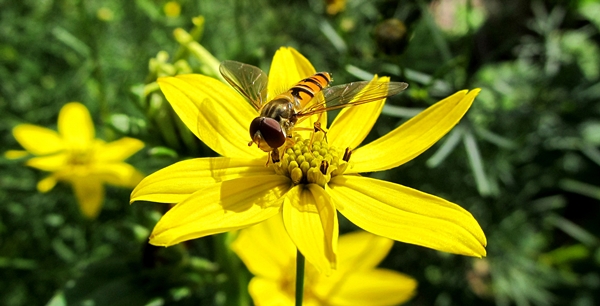 Hedschies Igel Blog August 2012