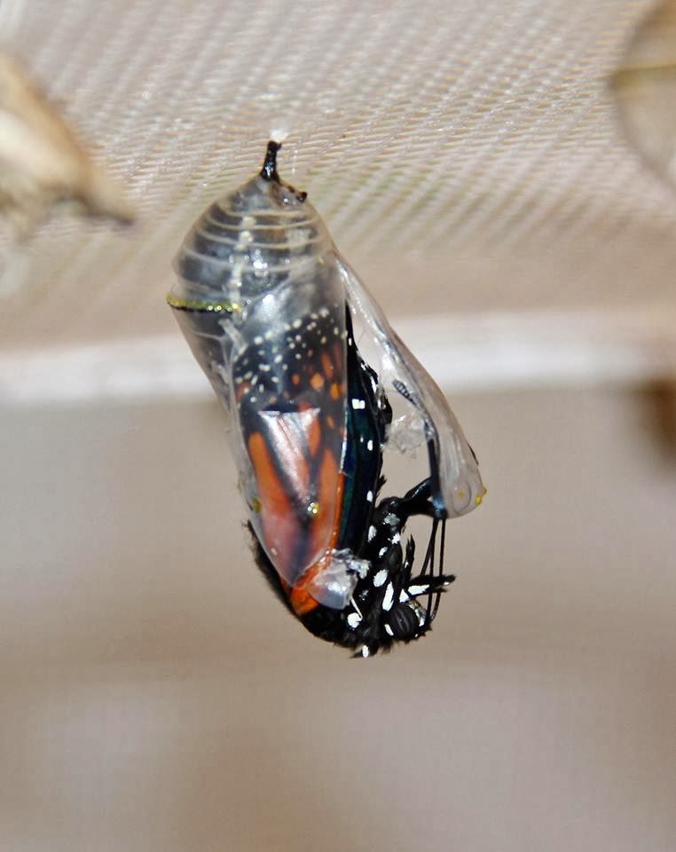 Monarch emerging from chrysalis