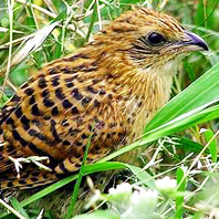 Berita Riau Terbaru Misteri Sarang Burung Bubut Akhirnya Terungkap