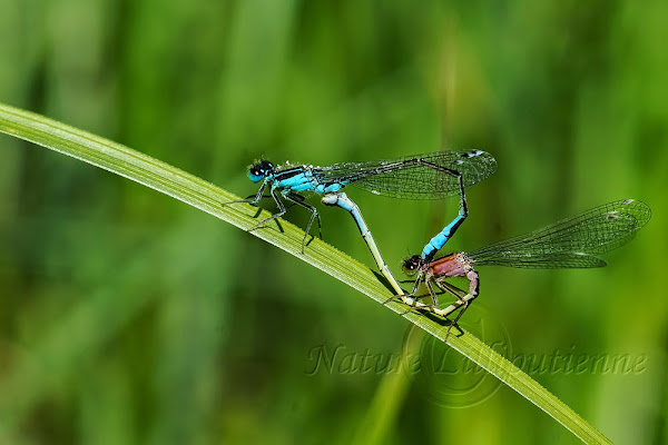 Ischnura elegans