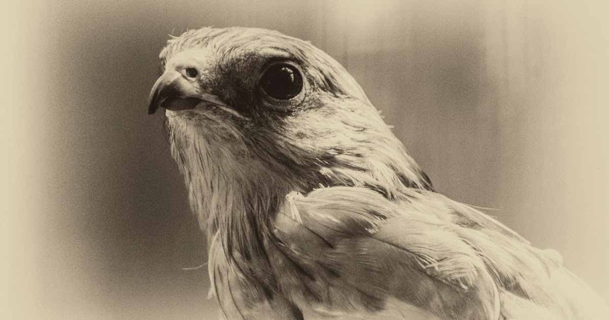 Breanna's Birding Blog Pelican Man Sanctuary, Sarasota July 27, 2013