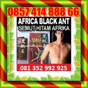 Africa%2BBlack%2BAnt.jpg