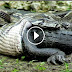 முதலையை கொடூரமாக பிடித்து விழுங்கும் பாம்பு! அதிர்ச்சி வீடியோ இணைப்பு! - Python Eats Alligator - Crazy To See How Nature Works!