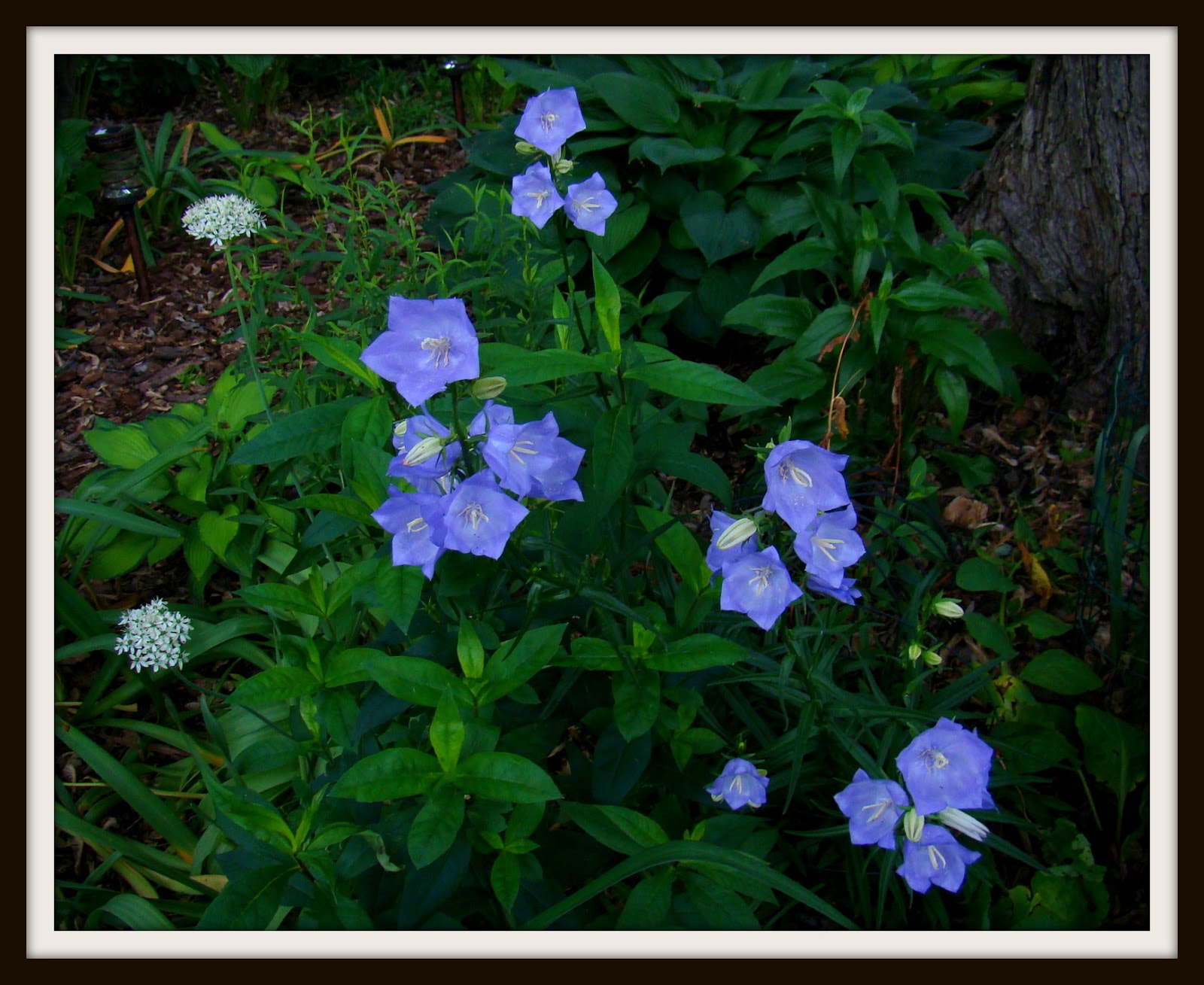Garden Girl June Bloom Day