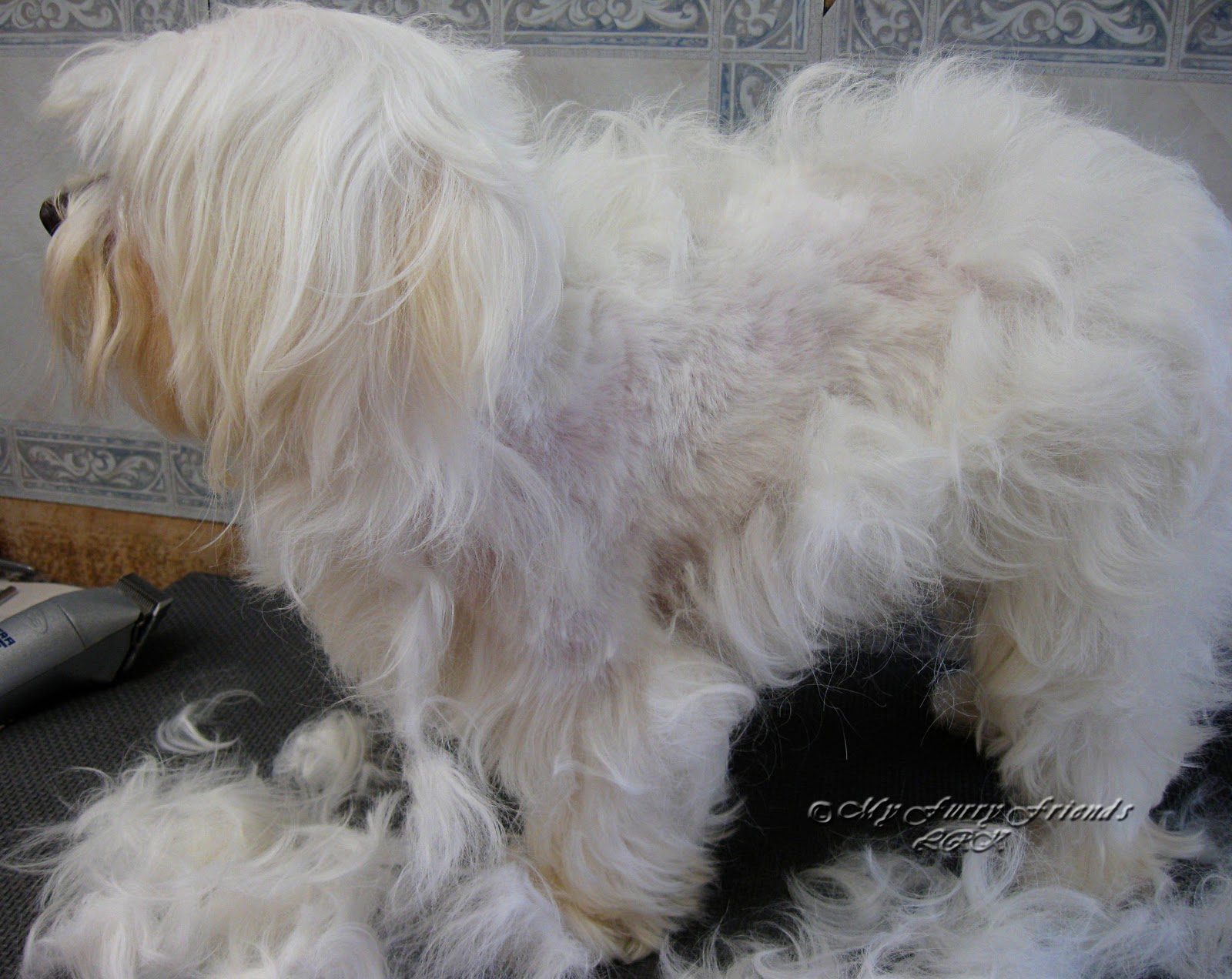 Pet Grooming The Good, The Bad, & The Furry Bathing/Clipping a Matted Dog