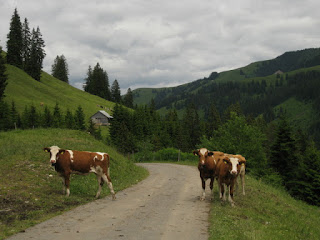 Free roaming cattle on the road, Switzerland