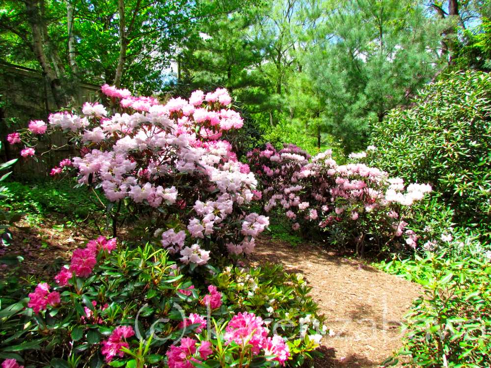 Brueckner Rhododendron Gardens Japanese Cherries, Apple