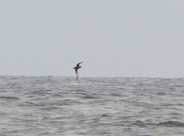 Sooty Shearwater - Scilly Pelagics