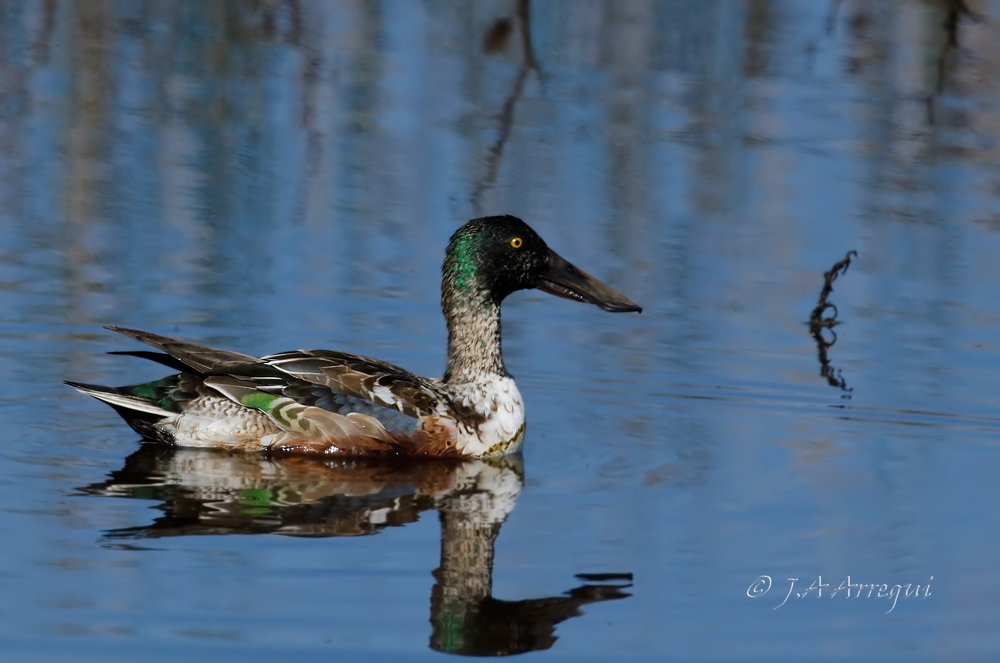 Pato cuchara, Anas clypeata, Northern Shoveler Pato cuchara, Anas clypeata, Northern Shoveler