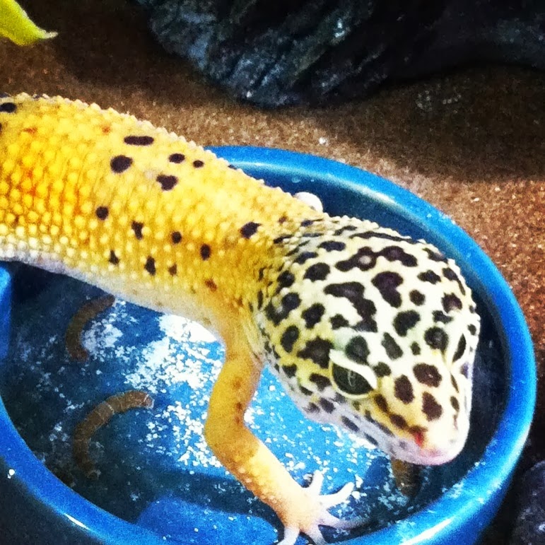 Everything Reptiles Introducing my Leopard Gecko Moko