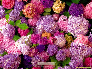 Cute Baby Flower Images|| Baby in Flower Pictures baby, cute babies, babys, baby flower, images,
