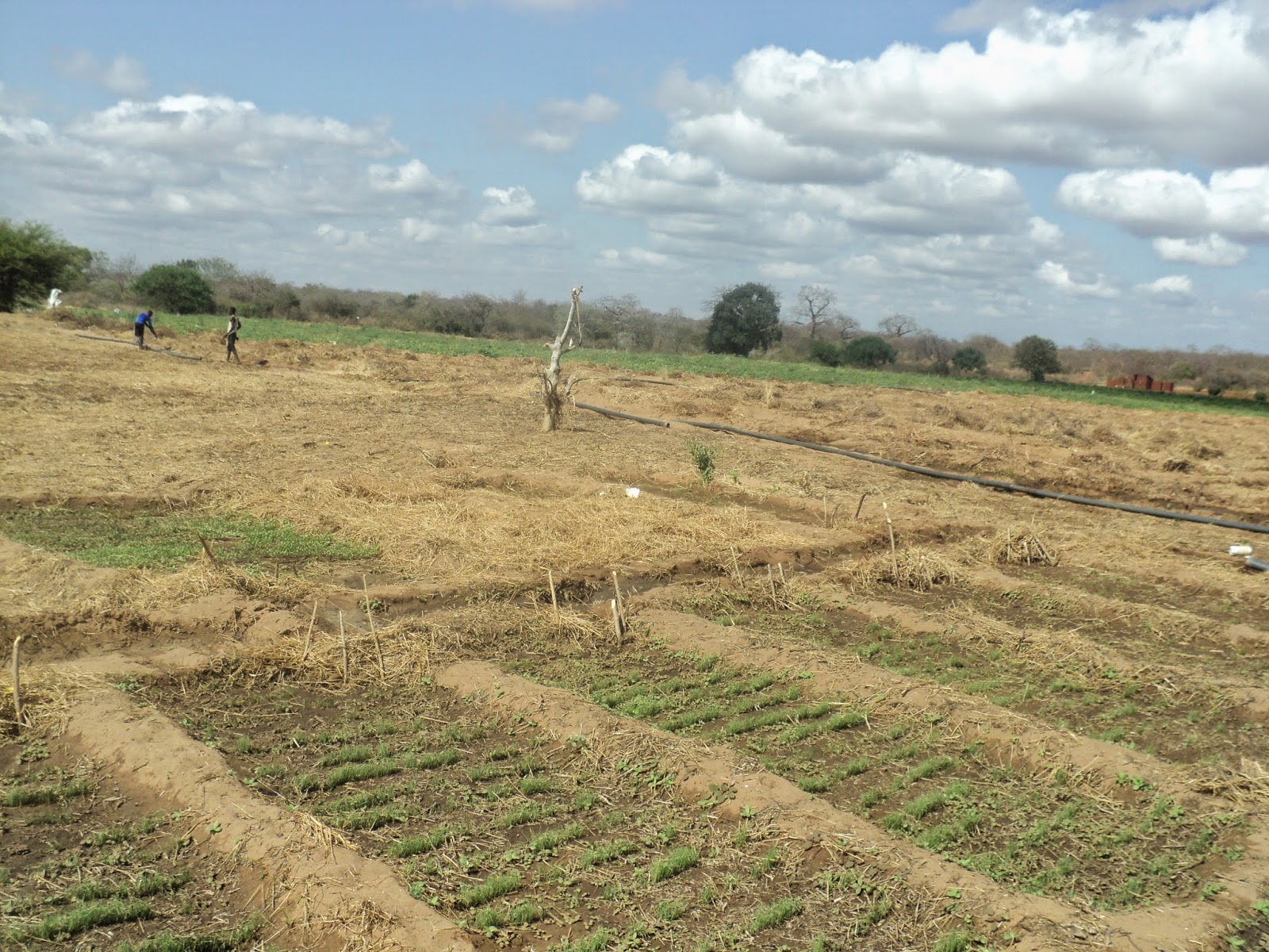 Farmvest Kenya Some insights into Watermelon farming (pictorials)
