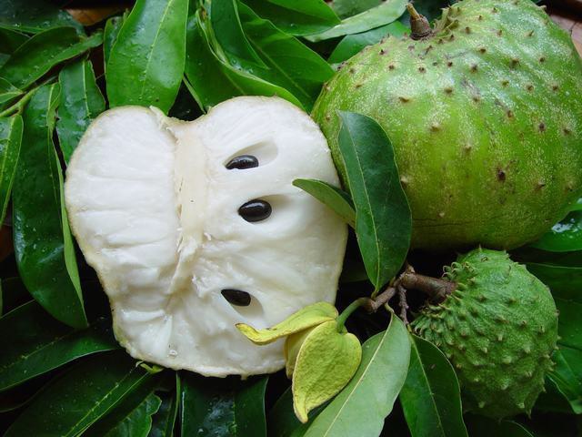 Annona muricata Annona muricata