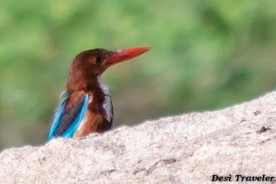 common kingfisher on a rock at durgam cheruvu