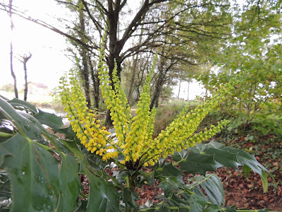 fleurs jaune persistant