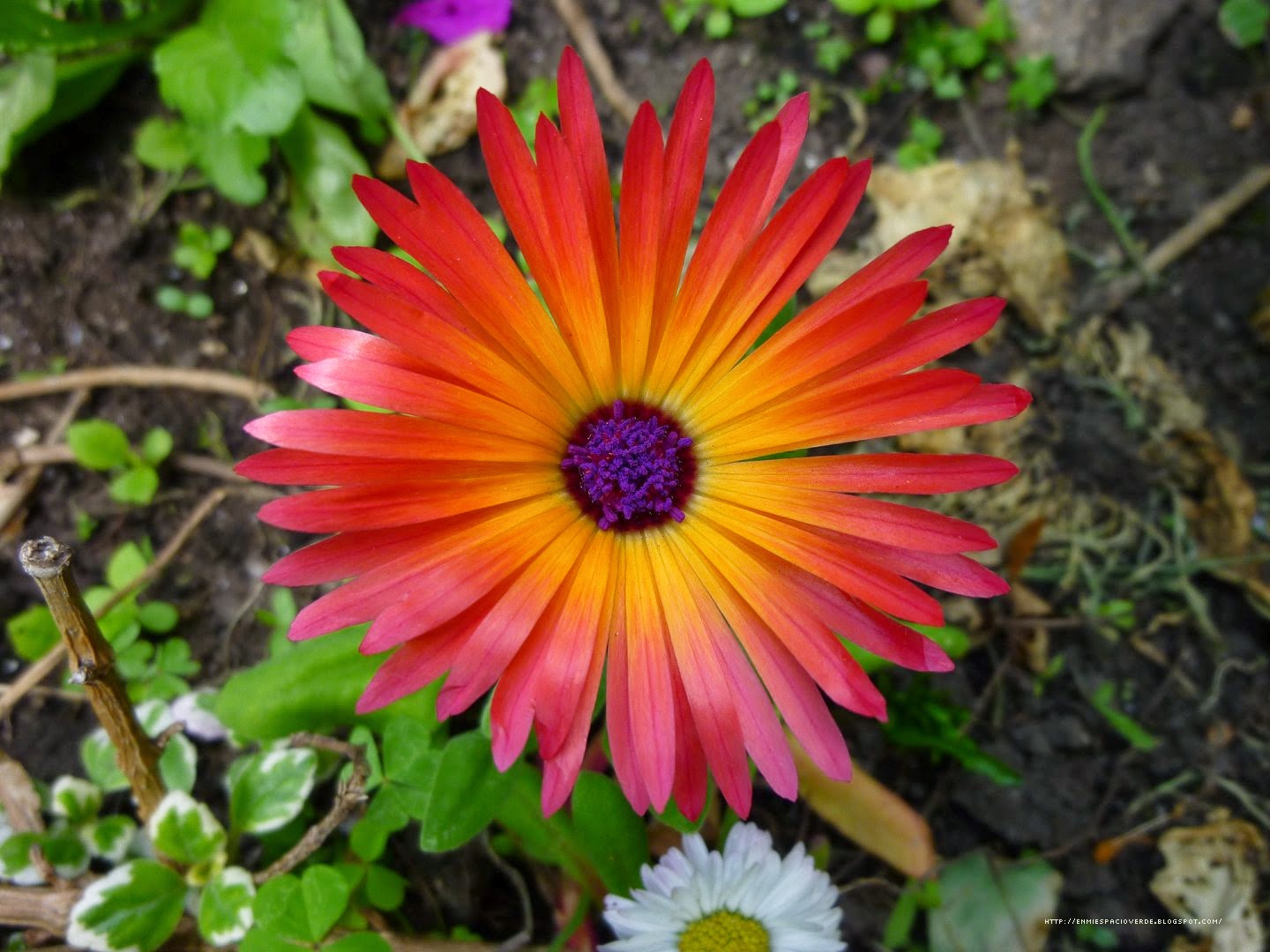 Seminte Si Plante De Gradina Hobby Dorotheanthus Bellidiformis Floare De Cristal
