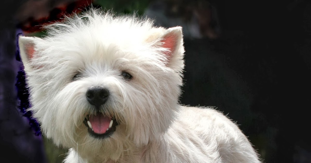 Klartext Hund Ein bisschen erschrecken schadet doch nicht Oder Die